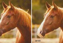 بالا بردن کیفیت عکس در کورل